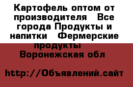 Картофель оптом от производителя - Все города Продукты и напитки » Фермерские продукты   . Воронежская обл.